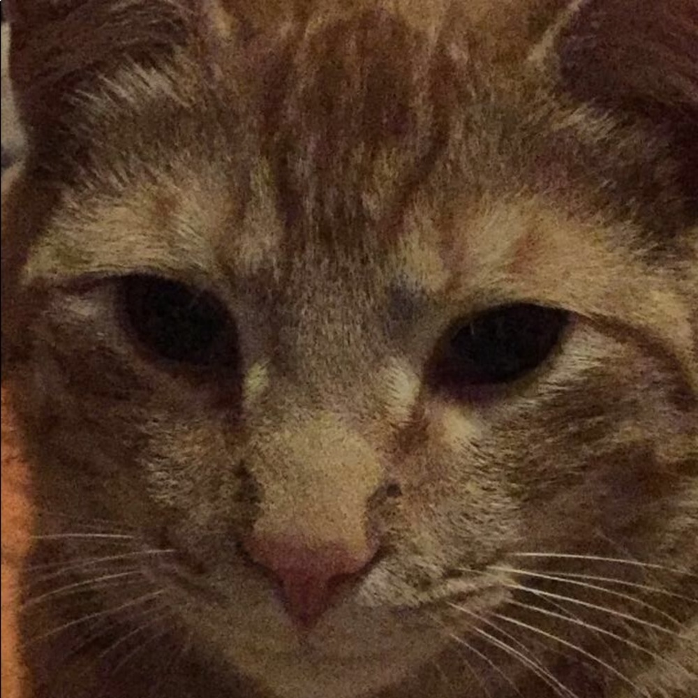 Meet your Posher, Blake